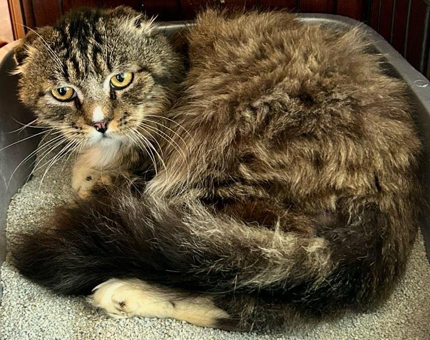 Dragon''s Egg, an adoptable Scottish Fold, Domestic Medium Hair in Lincoln, CA, 95648 | Photo Image 4