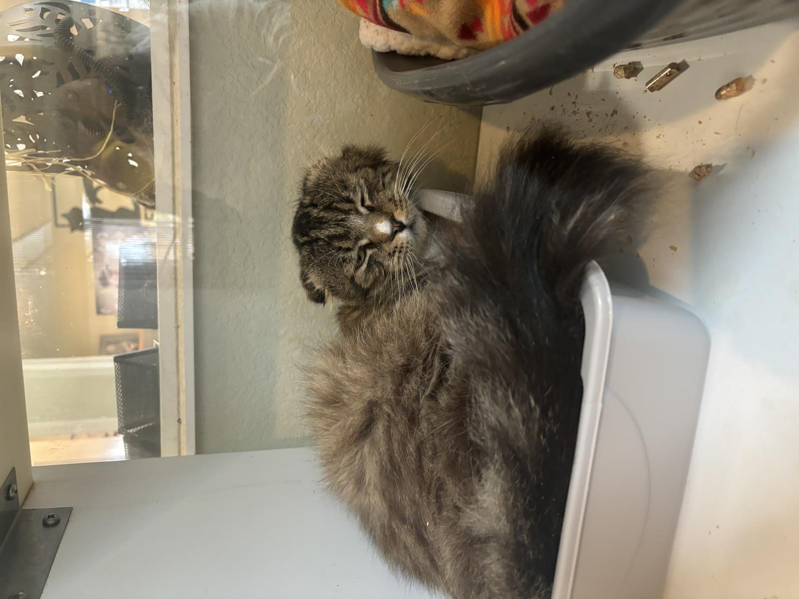 Dragon''s Egg, an adoptable Scottish Fold, Domestic Medium Hair in Lincoln, CA, 95648 | Photo Image 5