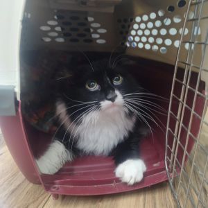 Hi This is Leroy Brown A young adult that came to FieldHaven after recommendation from a vets off