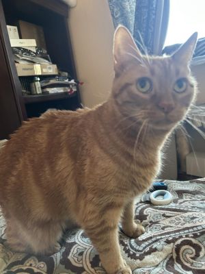 Ruby is a short haired spayed orange tabby female cat who looks to her brother for interaction and 