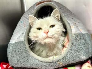 Ivory, Adult Female Domestic Long Hair