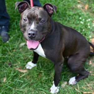 Ketta, Adult Female Mixed Breed