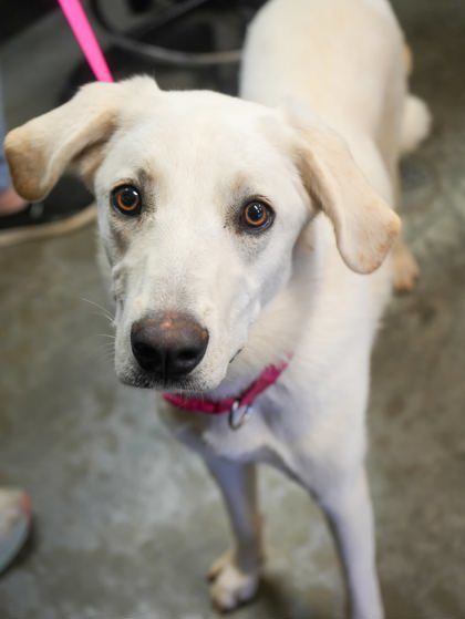 Maggie