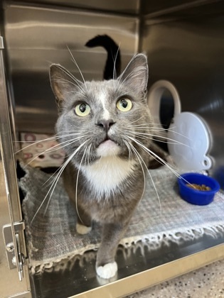 Spike, an adoptable Domestic Short Hair in Fergus Falls, MN, 56537 | Photo Image 1