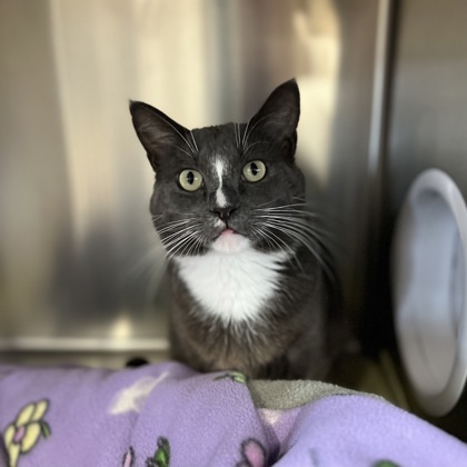 Spike, an adoptable Domestic Short Hair in Fergus Falls, MN, 56537 | Photo Image 2