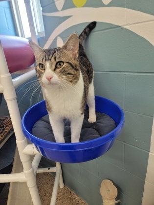 Milkshake, an adoptable Domestic Short Hair in Fergus Falls, MN, 56537 | Photo Image 1
