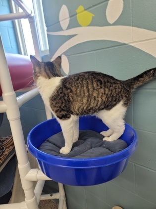 Milkshake, an adoptable Domestic Short Hair in Fergus Falls, MN, 56537 | Photo Image 2
