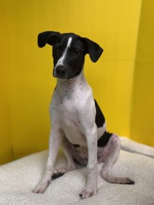 January, Baby Male Mixed Breed