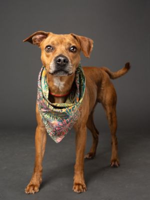 Chance Mixed Breed Dog