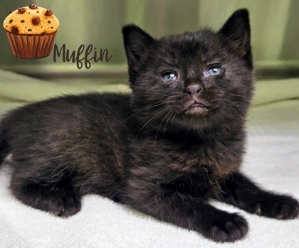 Muffin thumbnail 2