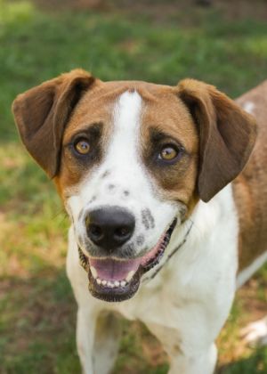 Floki is a super sweet 2-year-old looking for a family He would be a great farm dog but needs anoth