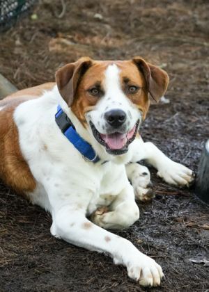 Floki is a super sweet 2-year-old looking for a family He would be a great farm dog but needs anoth