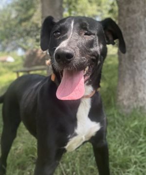 Rosy, Adult Female Labrador Retriever