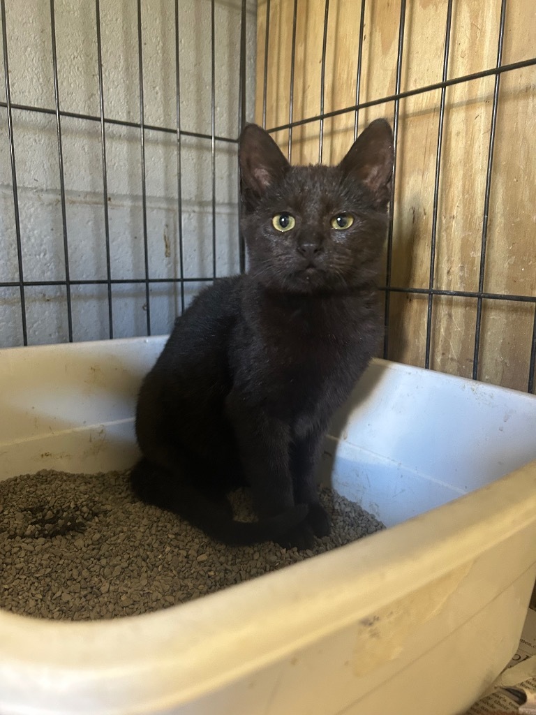Beatrice, an adoptable Domestic Short Hair in Greenwood, MS, 38930 | Photo Image 1