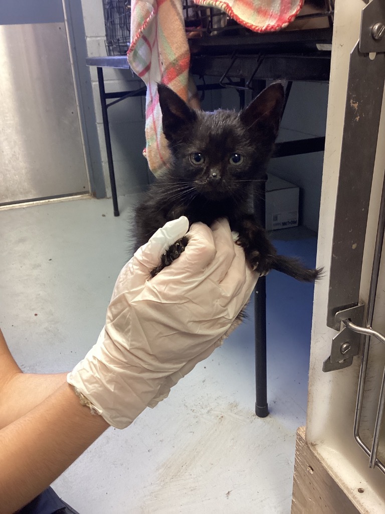 Beatrice, an adoptable Domestic Short Hair in Greenwood, MS, 38930 | Photo Image 2
