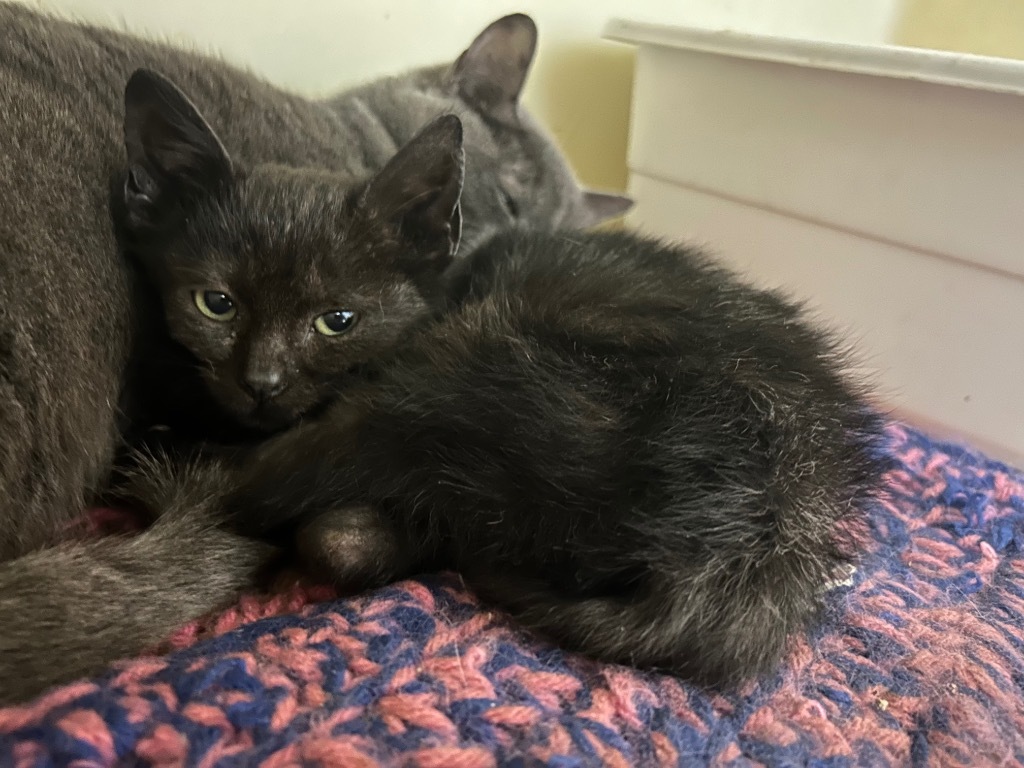 Beatrice, an adoptable Domestic Short Hair in Greenwood, MS, 38930 | Photo Image 3