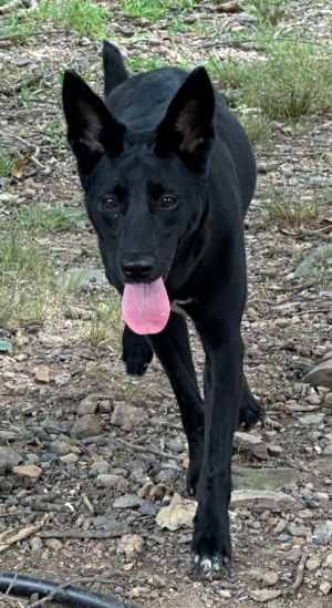 Licorice, Young Female Terrier