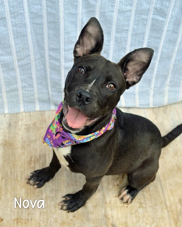 Nova