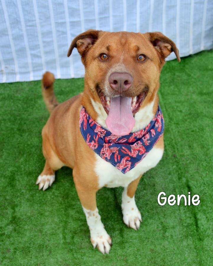 Genie