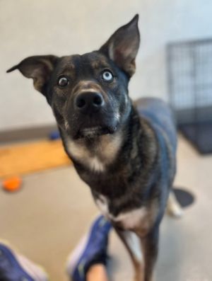 Blanco, Adult Male Mixed Breed