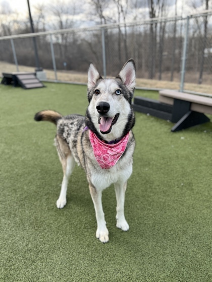 Tala (in foster)