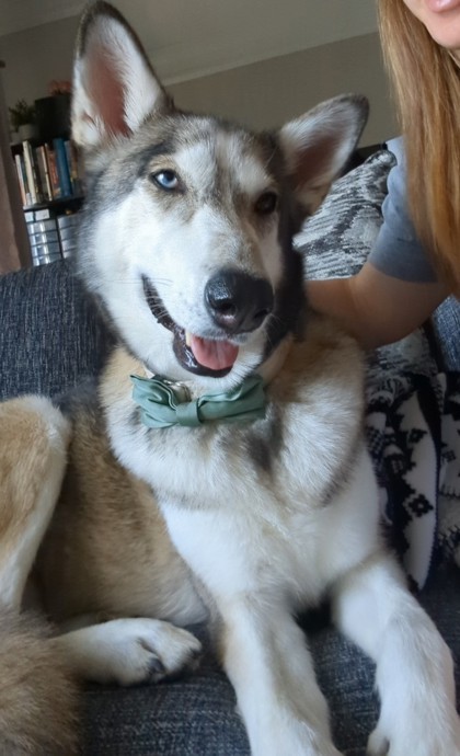 Tala (in foster)
