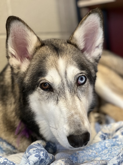 Tala (in foster)