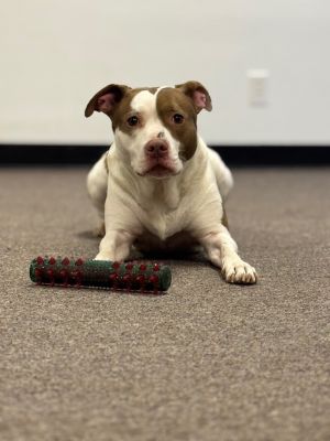 Paige Turner, Adult Female Pit Bull Terrier