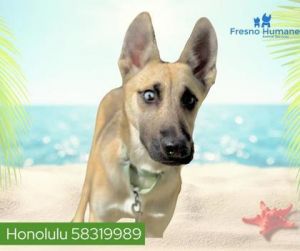 Honolulu, Baby Female Shepherd