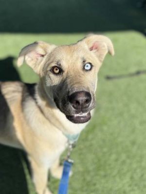 Topeka, Baby Female Shepherd