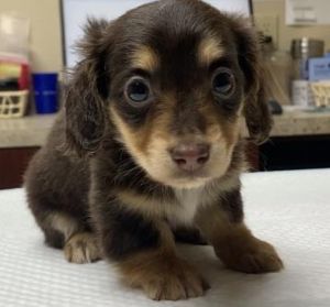 Daisey Doxie, Baby Female Dachshund