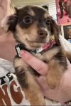 Daisey Doxie photo 4
