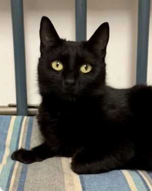 Sootica, Young Female unknown