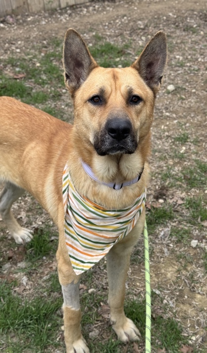 Panchito