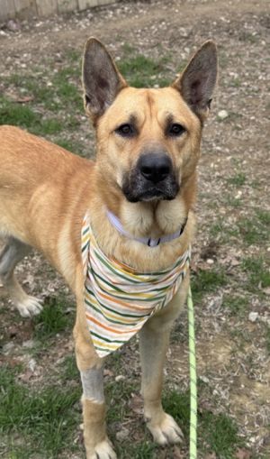 Panchito, Adult Male Shepherd