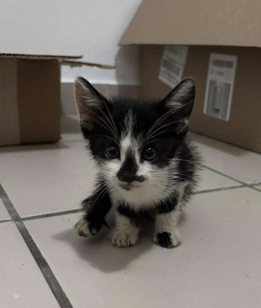 Oreo, an adoptable Domestic Short Hair in Rincon, PR, 00677 | Photo Image 1