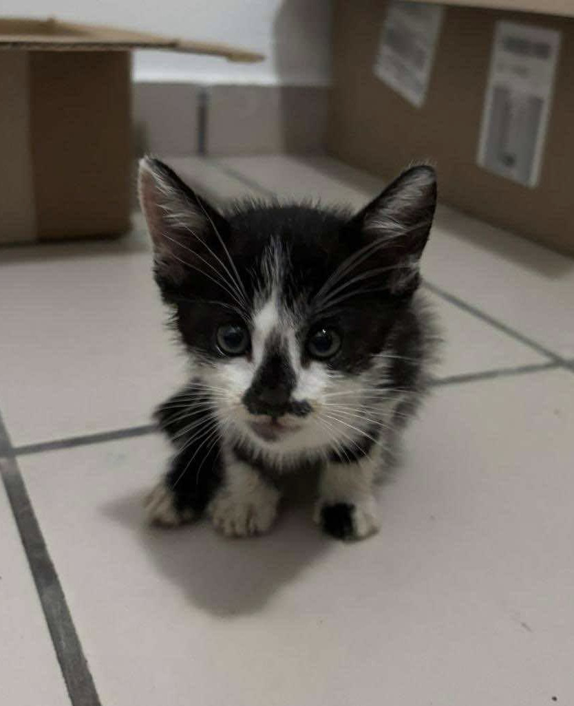 Oreo, an adoptable Domestic Short Hair in Rincon, PR, 00677 | Photo Image 2