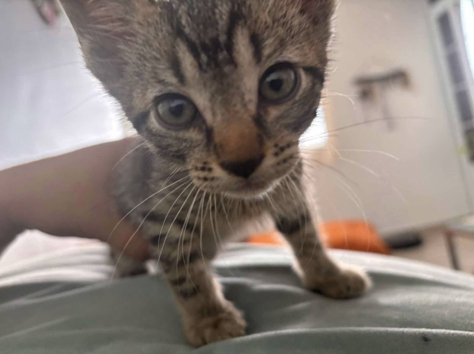 Mr. Mittens, an adoptable Domestic Short Hair in Rincon, PR, 00677 | Photo Image 1