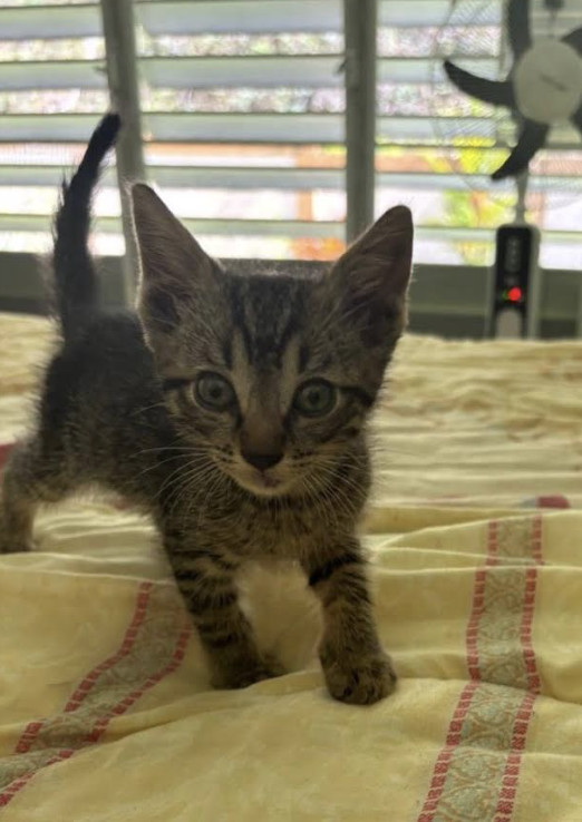 Mr. Mittens, an adoptable Domestic Short Hair in Rincon, PR, 00677 | Photo Image 2