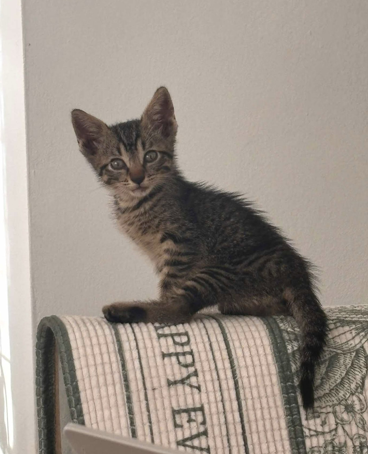 Mr. Mittens, an adoptable Domestic Short Hair in Rincon, PR, 00677 | Photo Image 3