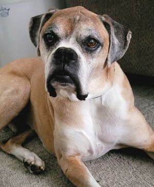 Brutus, Senior Male unknown