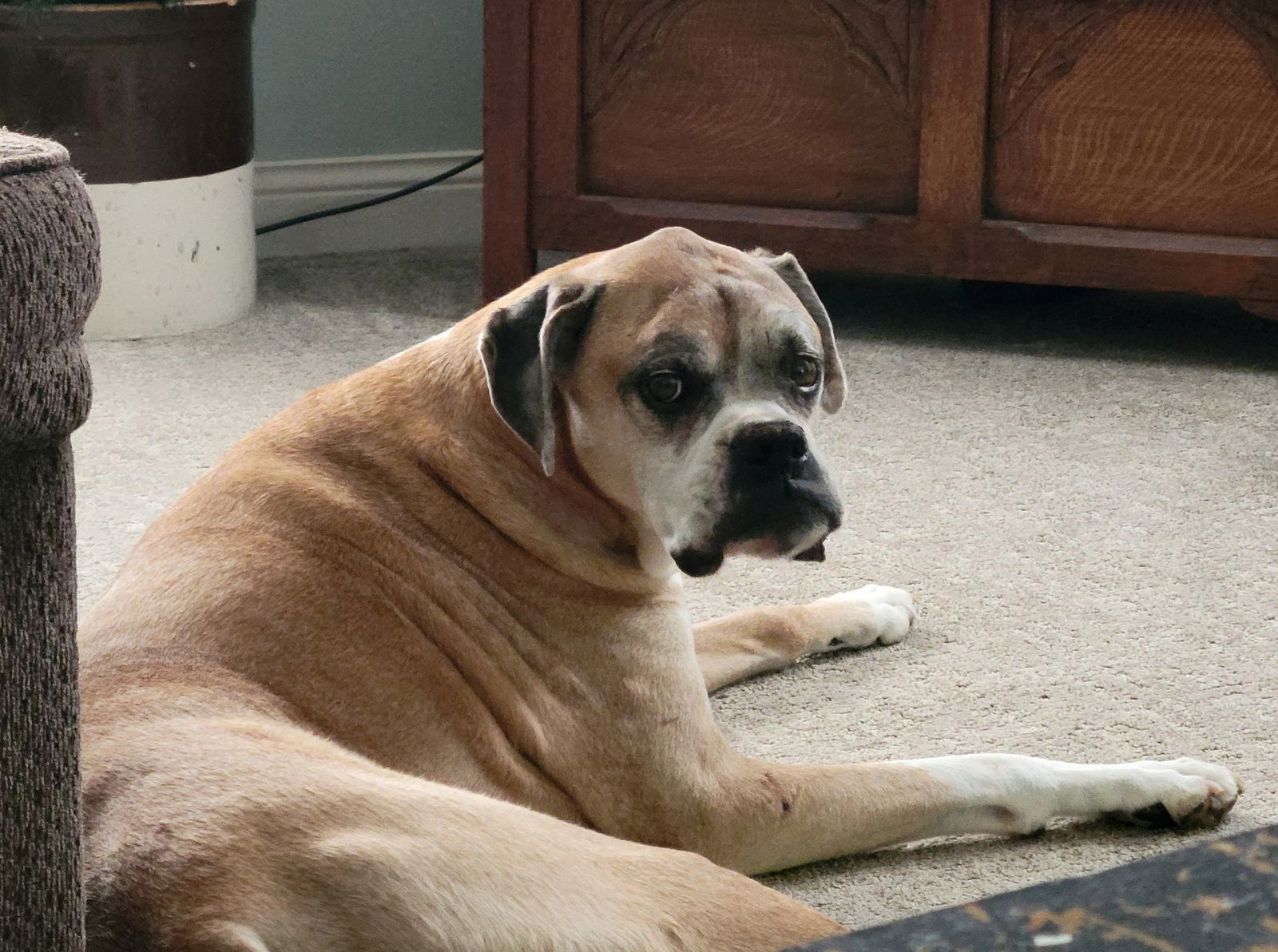 Brutus