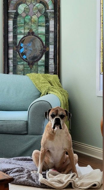 Brutus