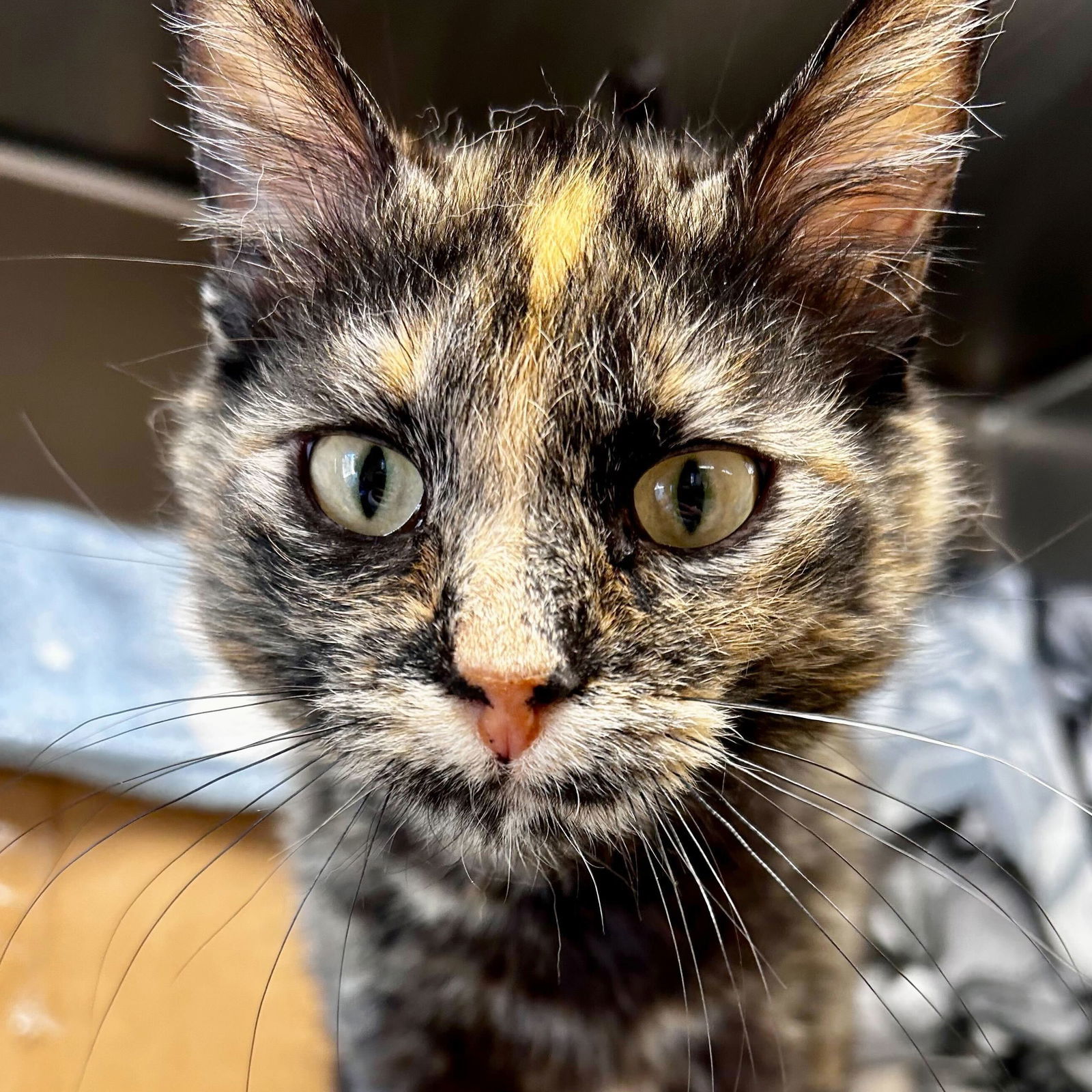 Lottie - Name Your Own Adoption Fee!
