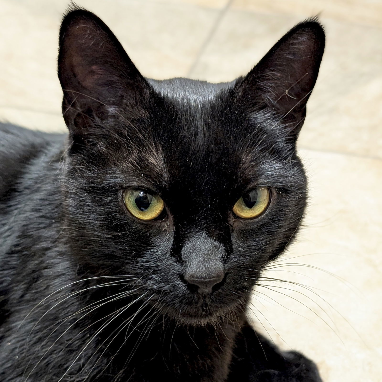 Hemingway - Name Your Own Adoption Fee!