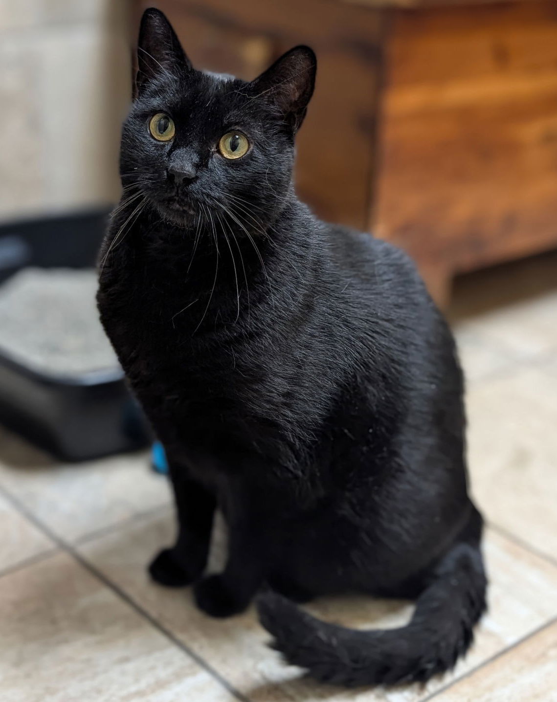 Hemingway - Name Your Own Adoption Fee!