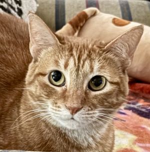 Ginny, Adult Female Domestic Short Hair