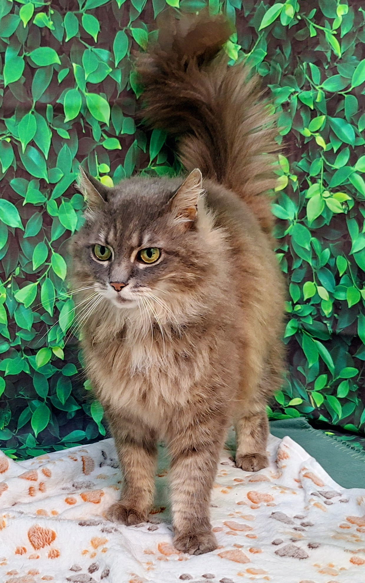 250355 Maybelle
