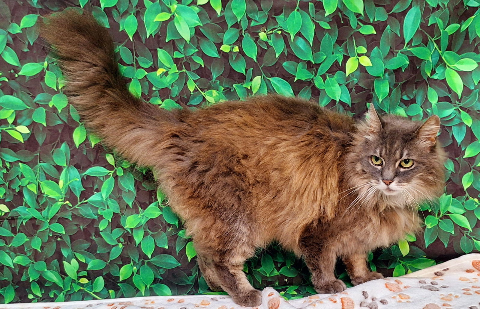 250355 Maybelle