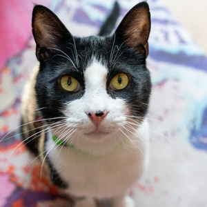 Jelly Cat, Young Male Domestic Short Hair